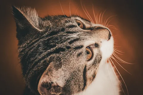 animals, calm, cat, mario wilde, texture, warm light