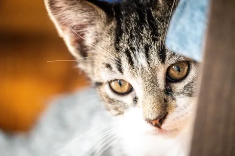 animals, calm, cat, mario wilde, warm light
