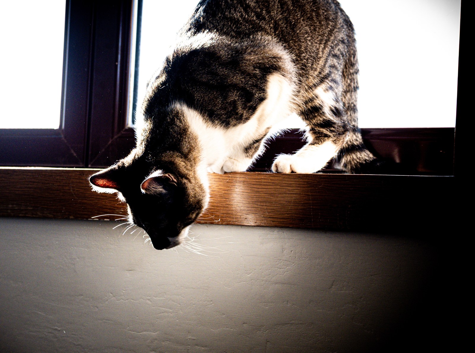 animals, calm, cat, mario wilde, silhouette, warm light