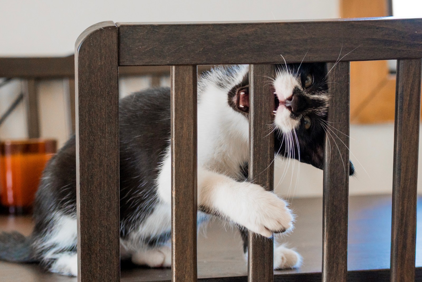 andrew wilde, animals, cat, playfulness, texture, warm light