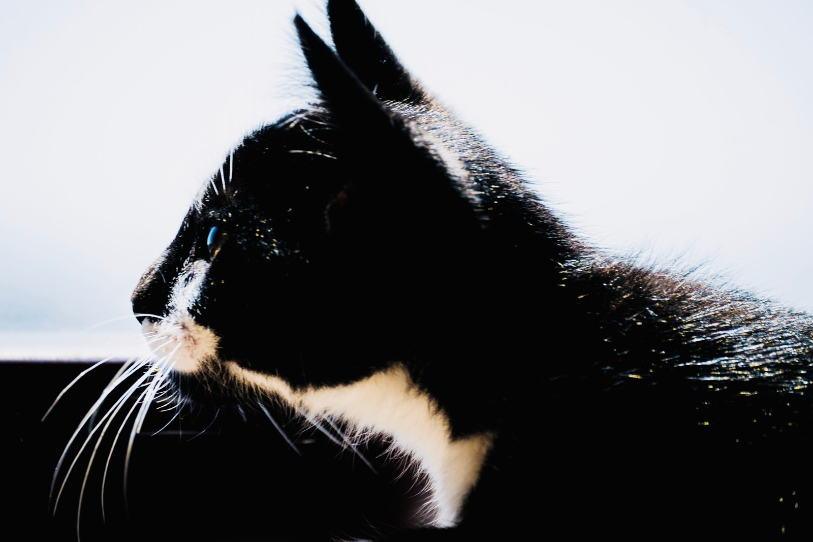 andrew wilde, animals, calm, cat, muted colours, silhouette, texture