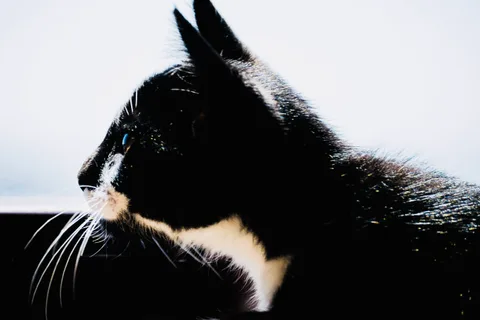 andrew wilde, animals, calm, cat, muted colours, silhouette, texture