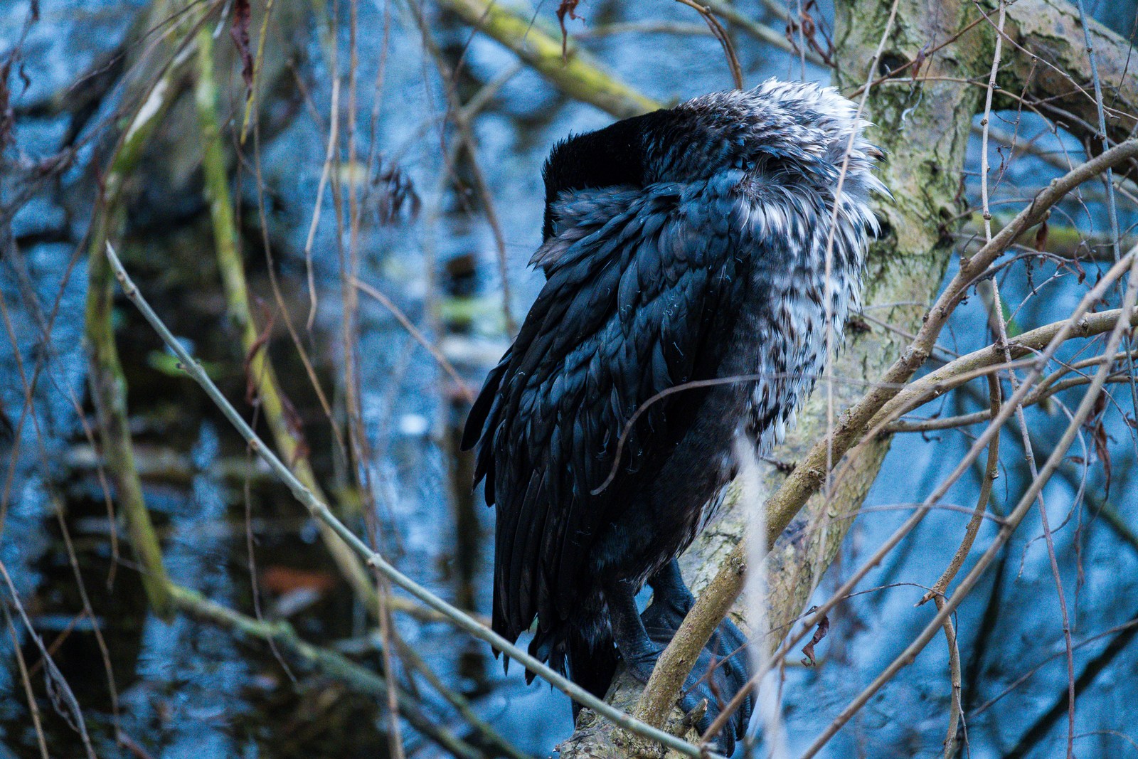 animals, bird, calm, muted colours, nature, solitude, texture, water