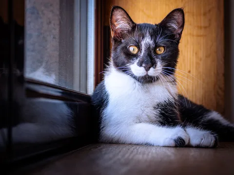 andrew wilde, animals, calm, cat, reflection, texture, warm light