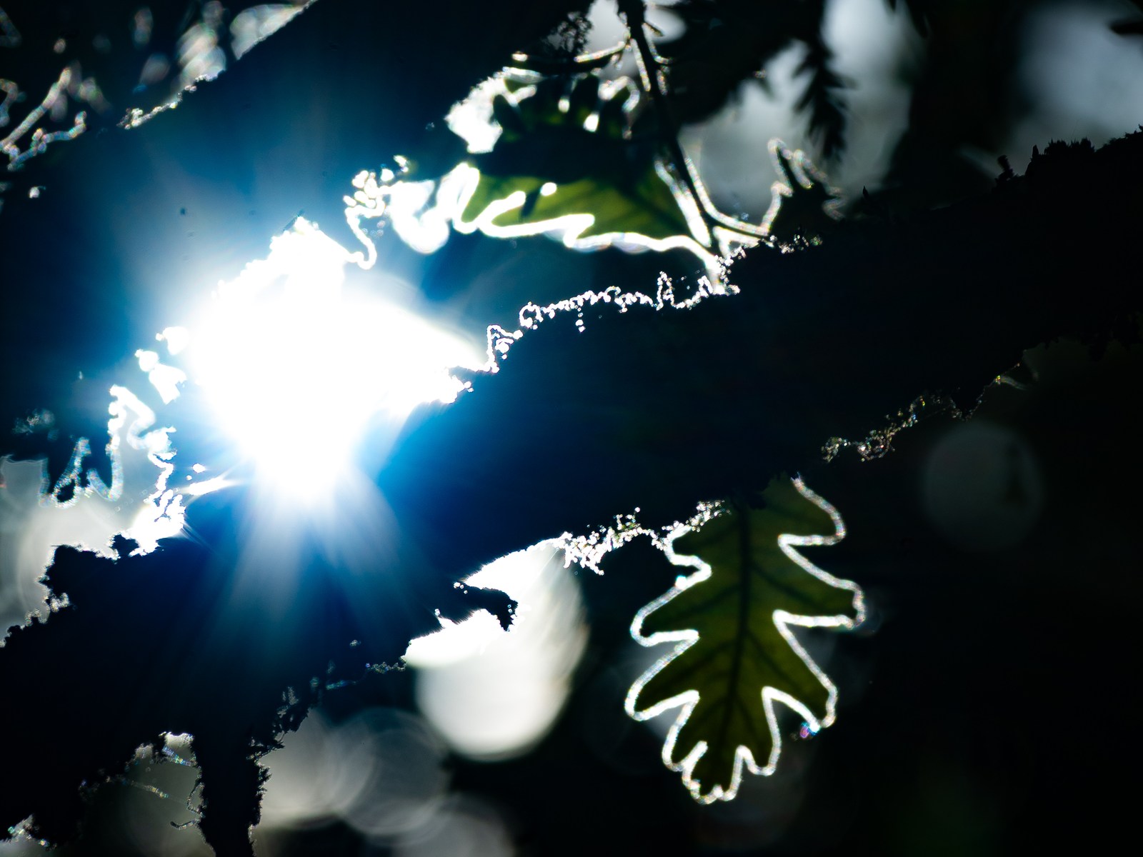 calm, forest, nature, silhouette, texture