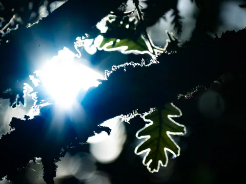 calm, forest, nature, silhouette, texture