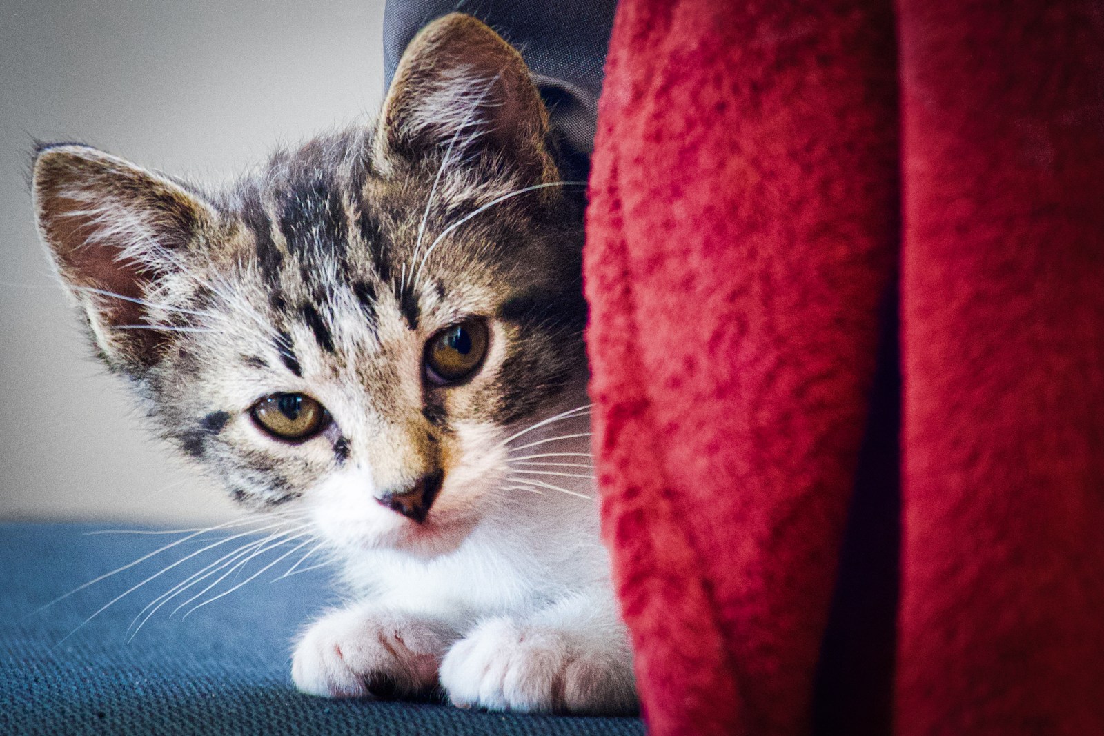 animals, cat, mario wilde, playfulness, texture