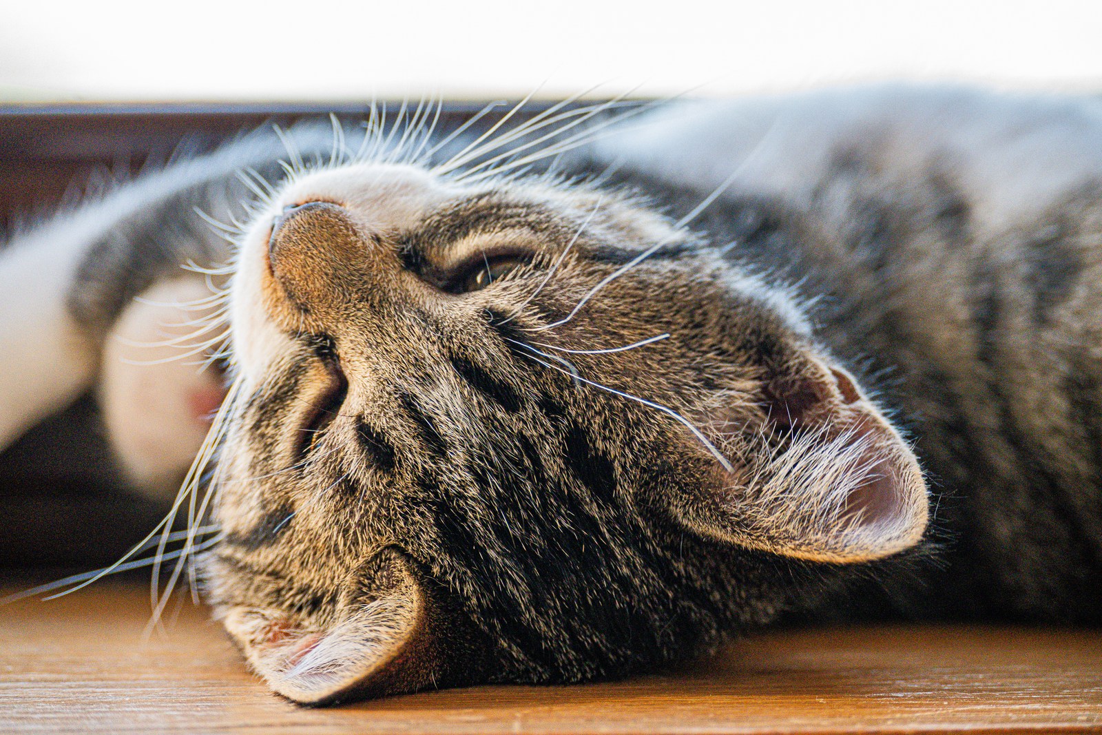 animals, calm, cat, mario wilde, portrait, texture, warm light