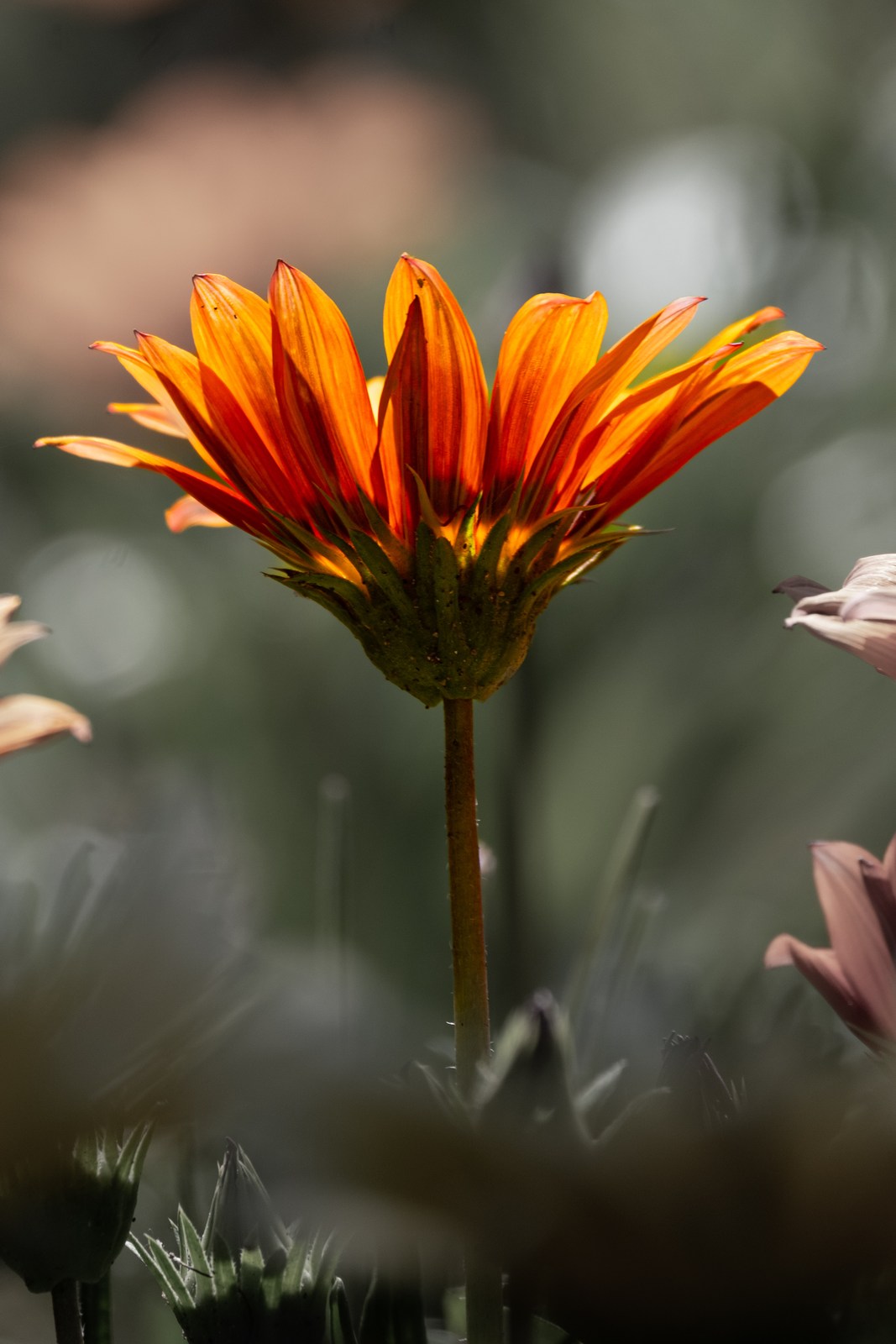 calm, muted colours, nature, texture, warm light