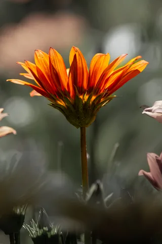 calm, muted colours, nature, texture, warm light