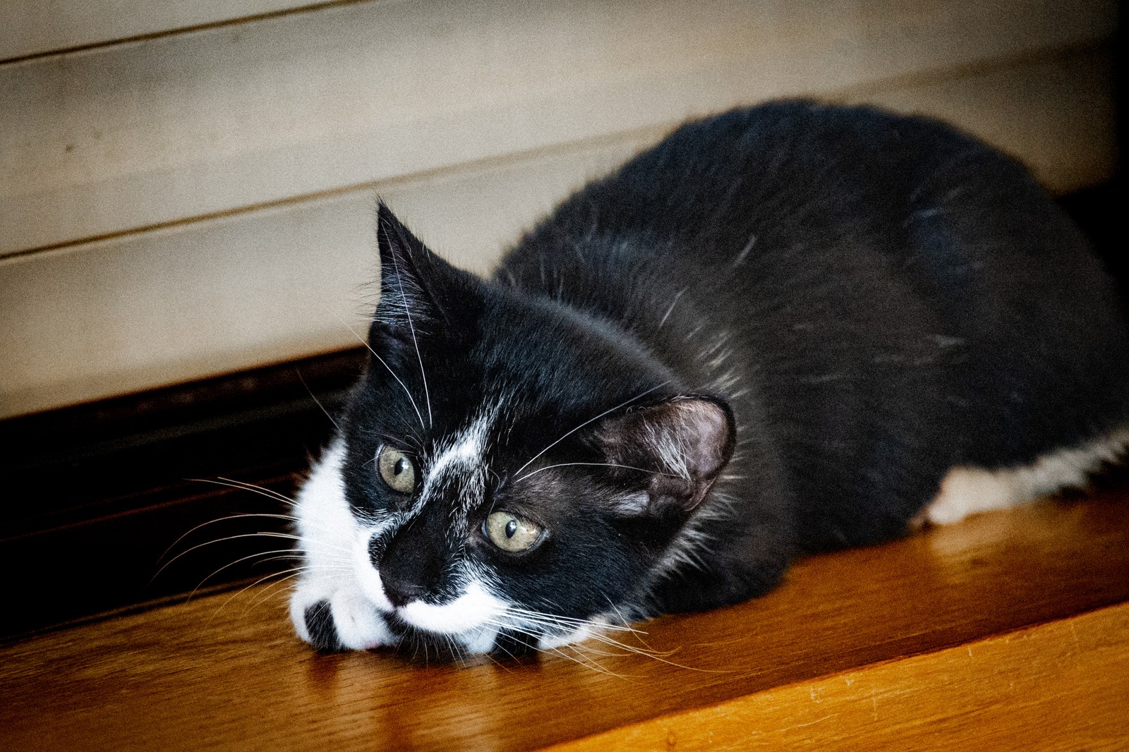 andrew wilde, animals, calm, cat, texture, warm light
