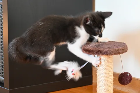 andrew wilde, animals, cat, motion, playfulness