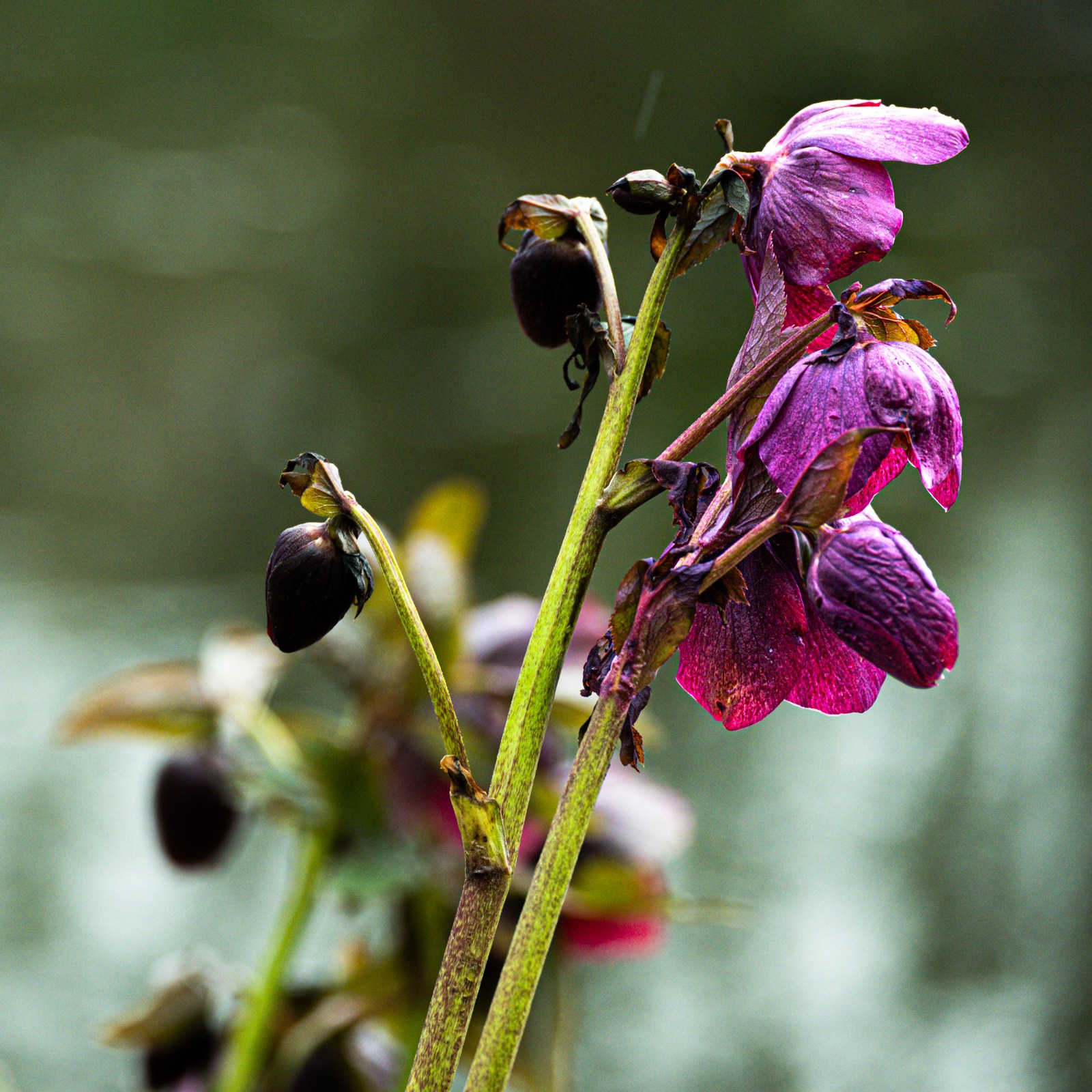 buds, calm, flowers, forest, muted colours, nature, plants, solitude, texture, warm light
