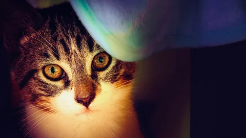 animals, calm, cat, mario wilde, portrait, warm light