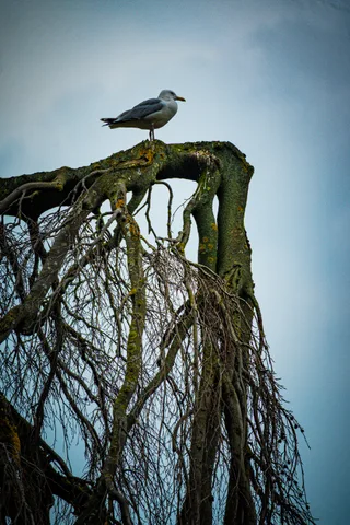 animals, calm, muted colours, nature, solitude, texture