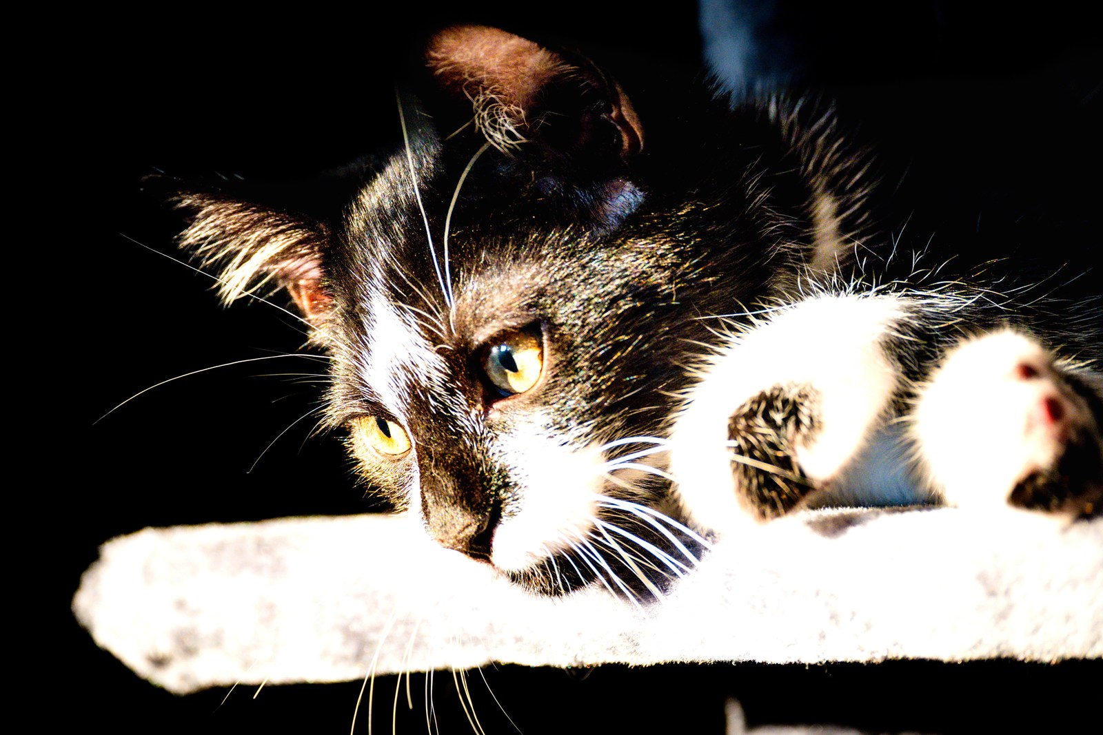 andrew wilde, animals, calm, cat, texture, warm light