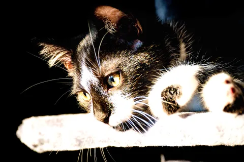 andrew wilde, animals, calm, cat, texture, warm light
