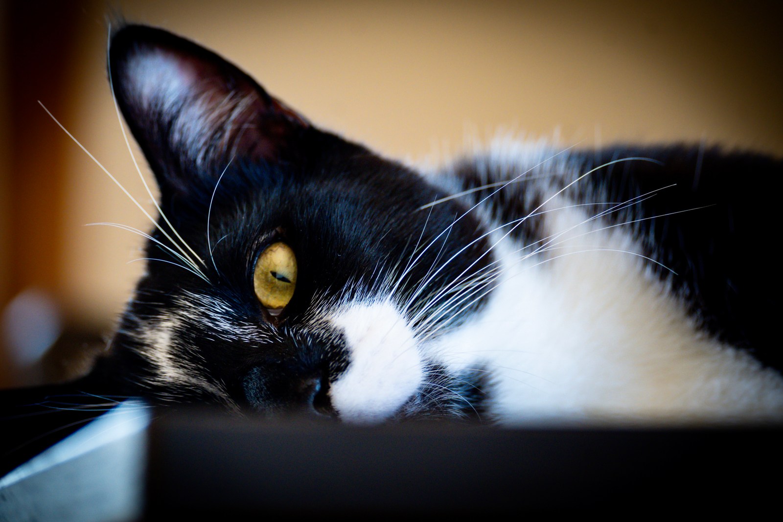 andrew wilde, animals, calm, cat, portrait, texture, warm light