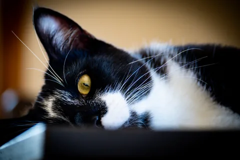 andrew wilde, animals, calm, cat, portrait, texture, warm light
