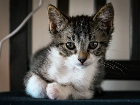 animals, calm, cat, mario wilde, portrait, texture