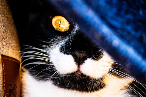 andrew wilde, animals, calm, cat, muted colours, texture