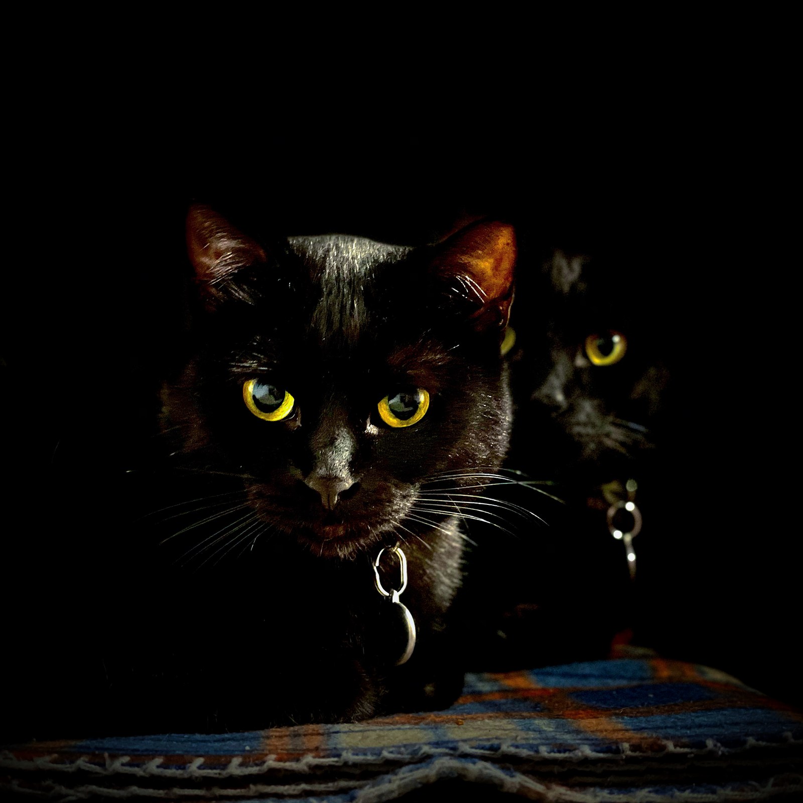 animals, calm, cat, silhouette, solitude, texture