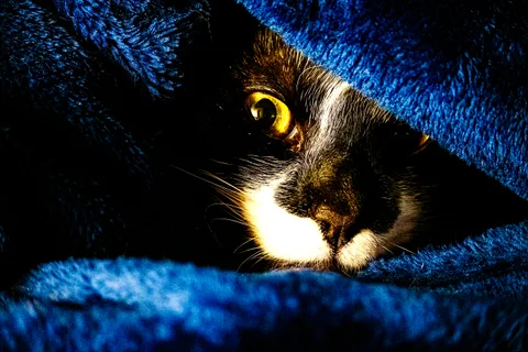 andrew wilde, animals, calm, cat, texture, warm light