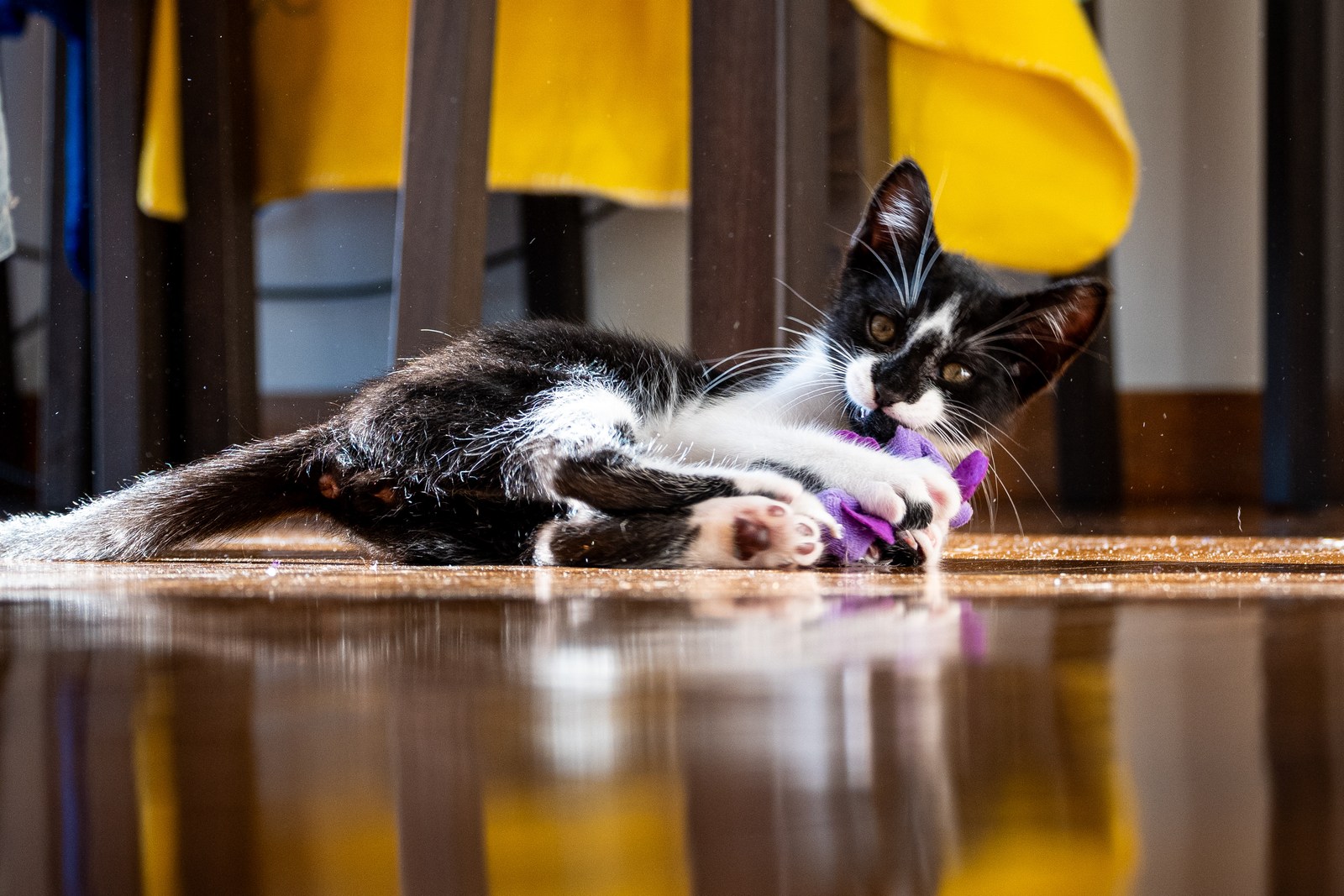 andrew wilde, animals, cat, playfulness, reflection, texture, warm light