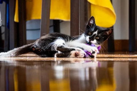 andrew wilde, animals, cat, playfulness, reflection, texture, warm light