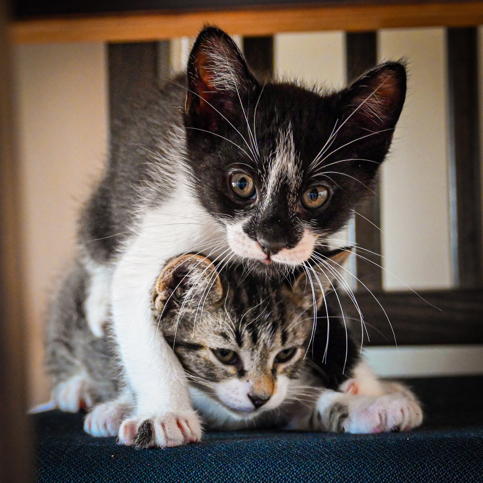 andrew wilde, animals, cat, mario wilde, playfulness, warm light