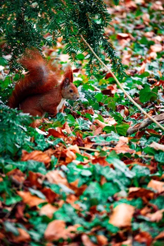 animals, calm, forest, nature, squirrel, texture, warm light