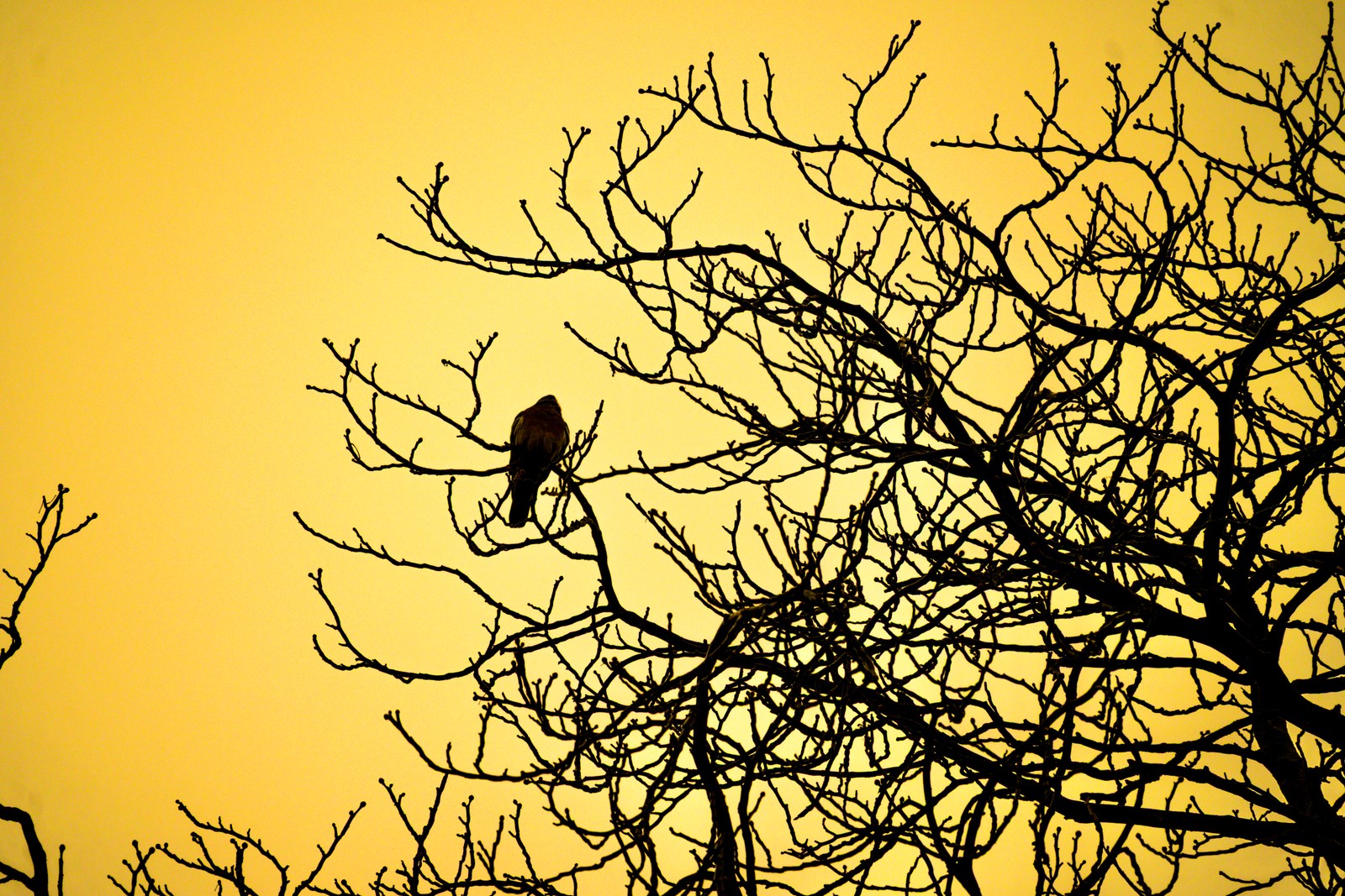 animals, bird, calm, nature, silhouette, solitude, tree, warm light