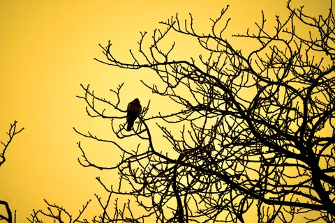 animals, bird, calm, nature, silhouette, solitude, tree, warm light
