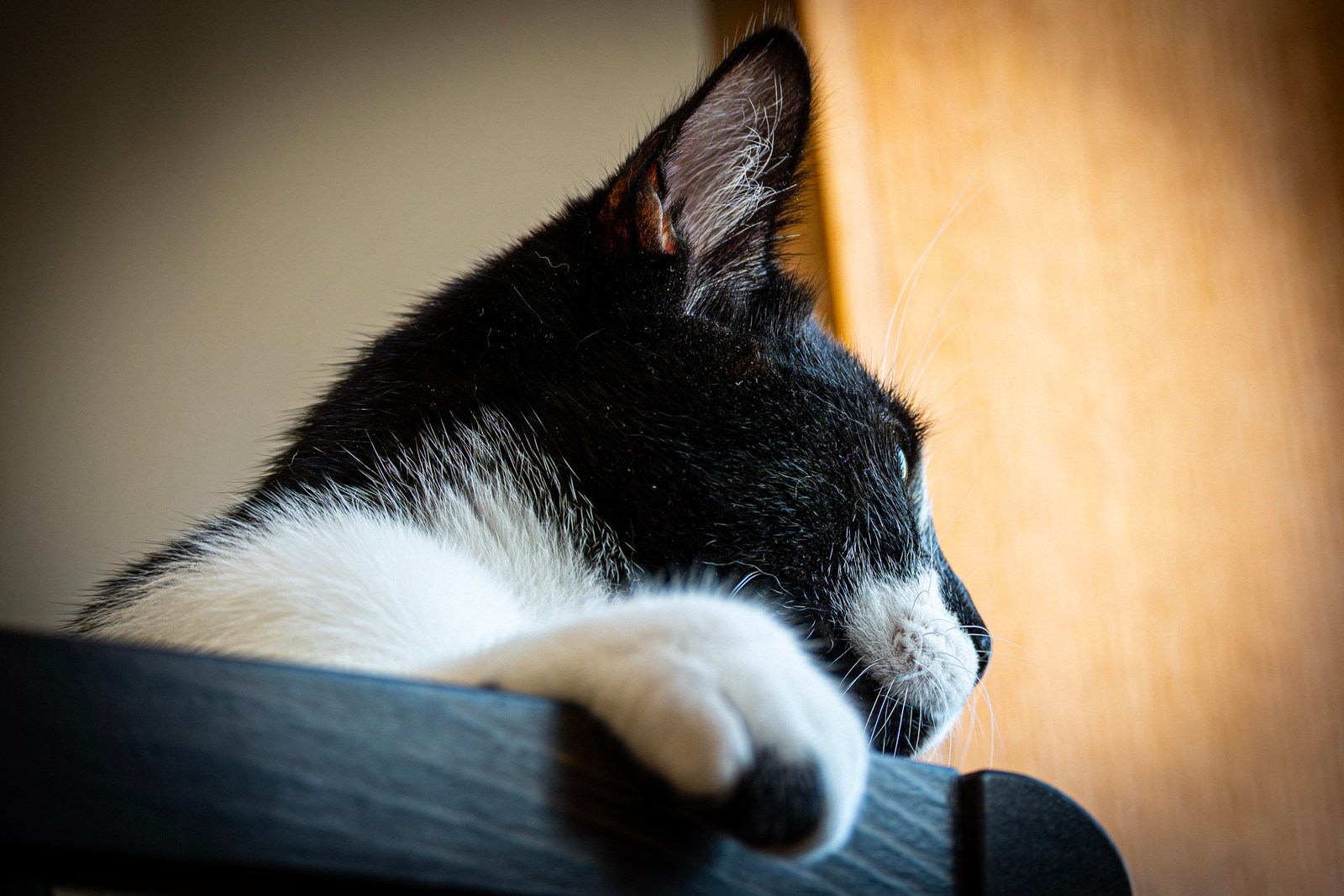 andrew wilde, animals, calm, cat, texture, warm light