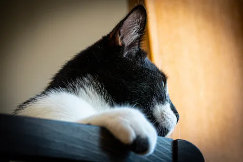 andrew wilde, animals, calm, cat, texture, warm light