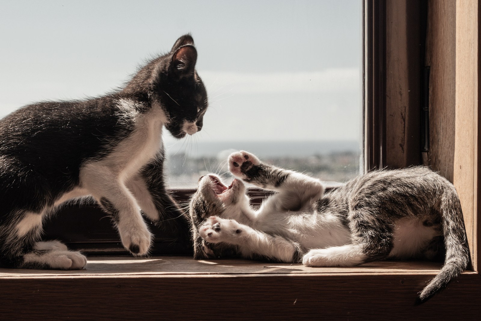 andrew wilde, animals, cat, mario wilde, playfulness, texture, warm light