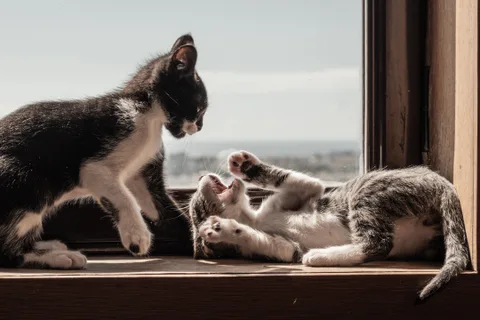 andrew wilde, animals, cat, mario wilde, playfulness, texture, warm light