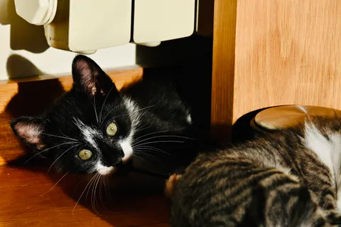 andrew wilde, animals, cat, mario wilde, playfulness, texture, warm light