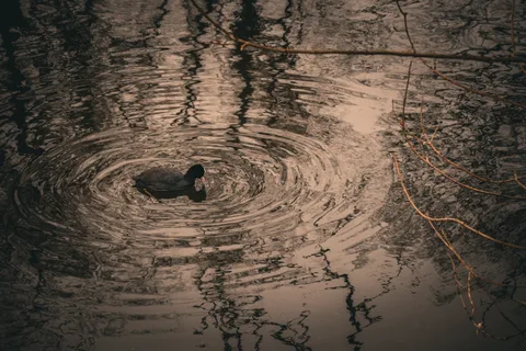 animals, calm, muted colours, nature, reflection, texture, warm light, water