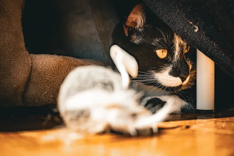 andrew wilde, animals, calm, cat, texture, warm light