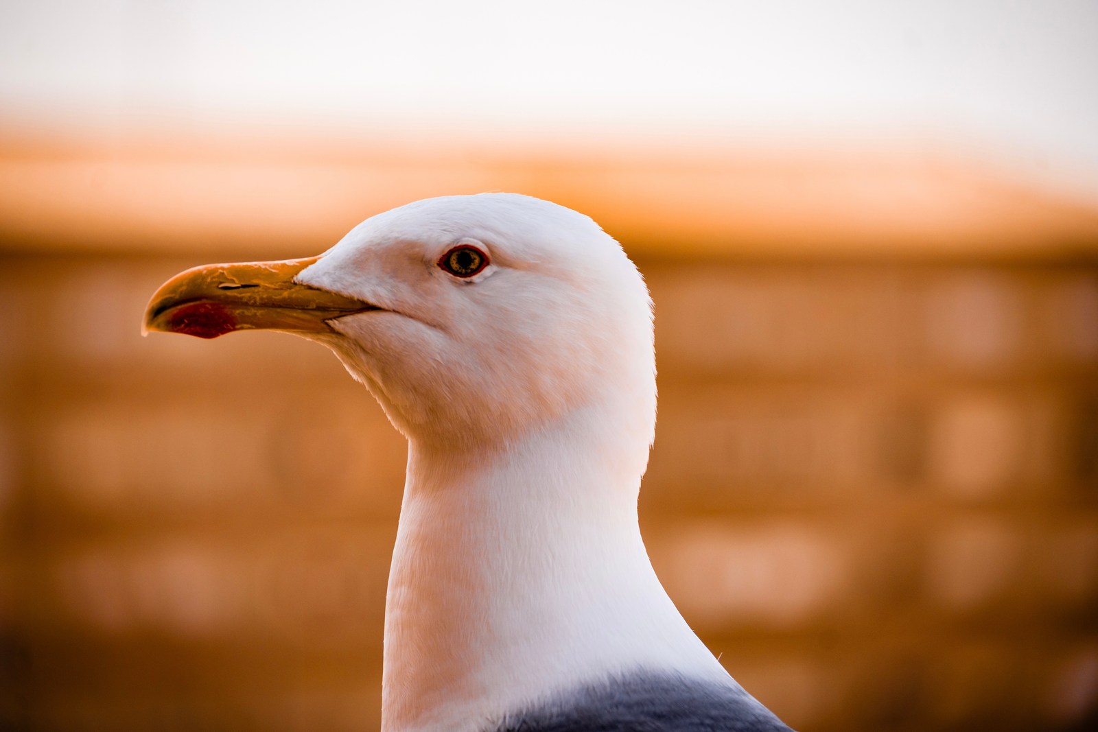 animals, bird, calm, nature, seagull, texture, warm light