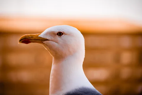animals, bird, calm, nature, seagull, texture, warm light