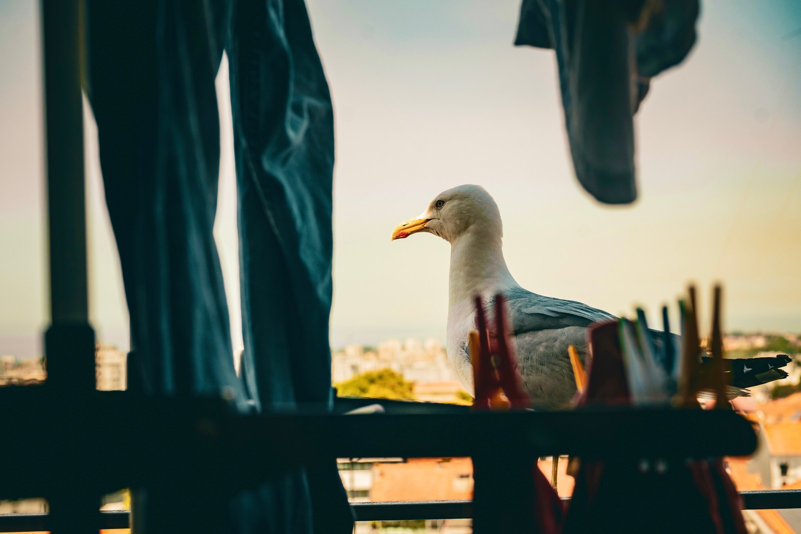 animals, calm, city, laundry, seagull, silhouette, warm light
