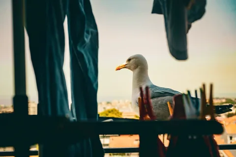 animals, calm, city, laundry, seagull, silhouette, warm light