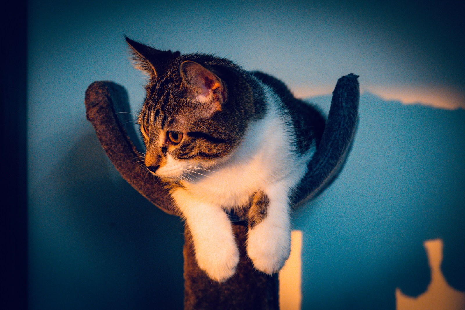 animals, calm, cat, mario wilde, texture, warm light