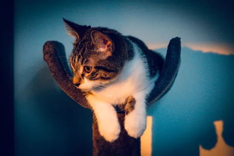 animals, calm, cat, mario wilde, texture, warm light