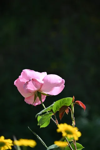 calm, flower, forest, muted colours, nature, plants, rose, solitude, texture, warm light
