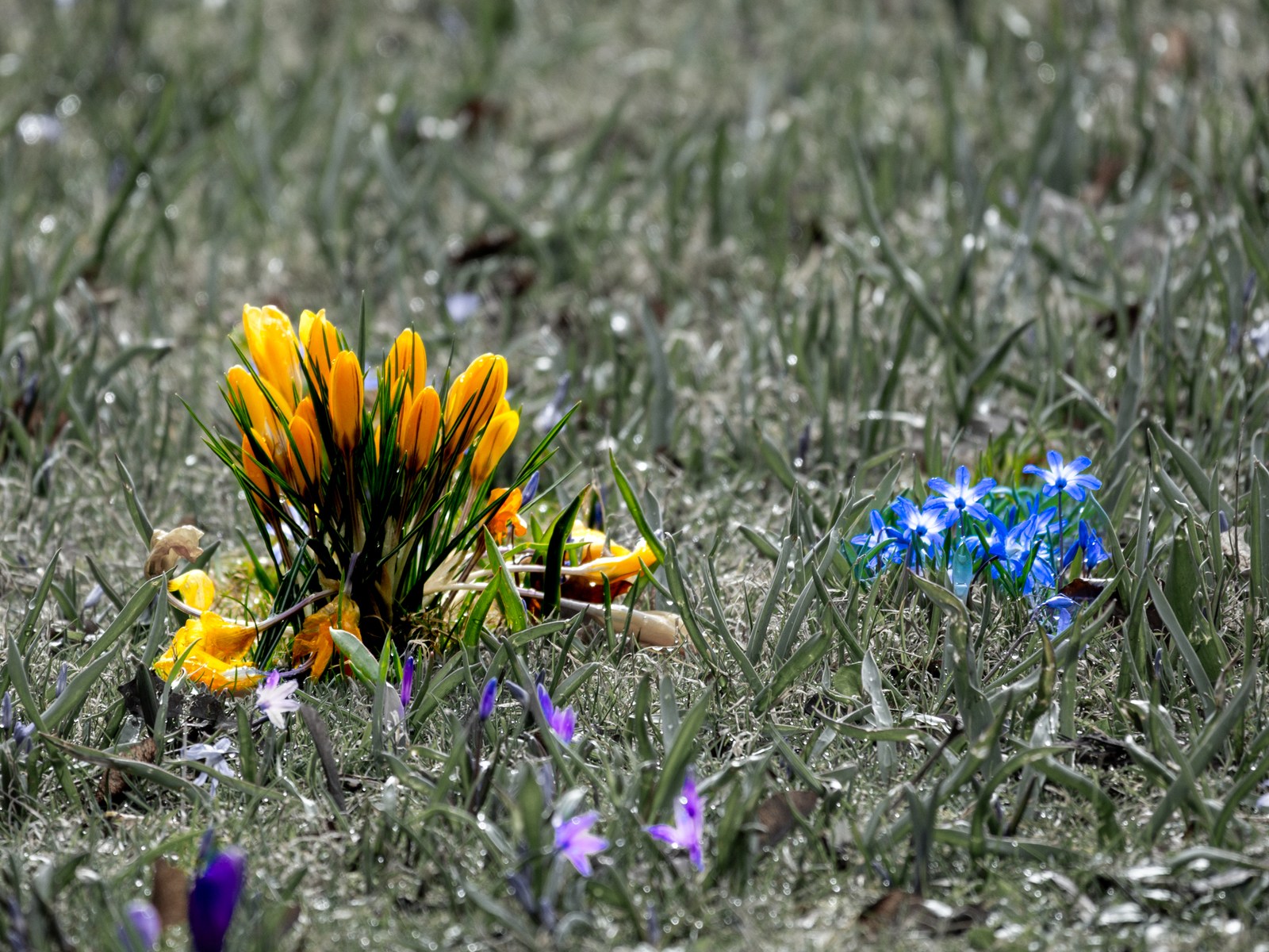 calm, flowers, muted colours, nature, texture
