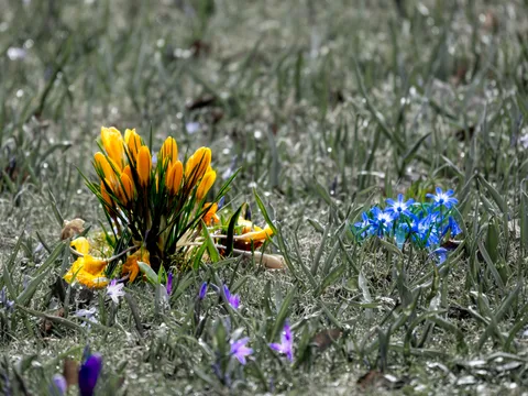 calm, flowers, muted colours, nature, texture