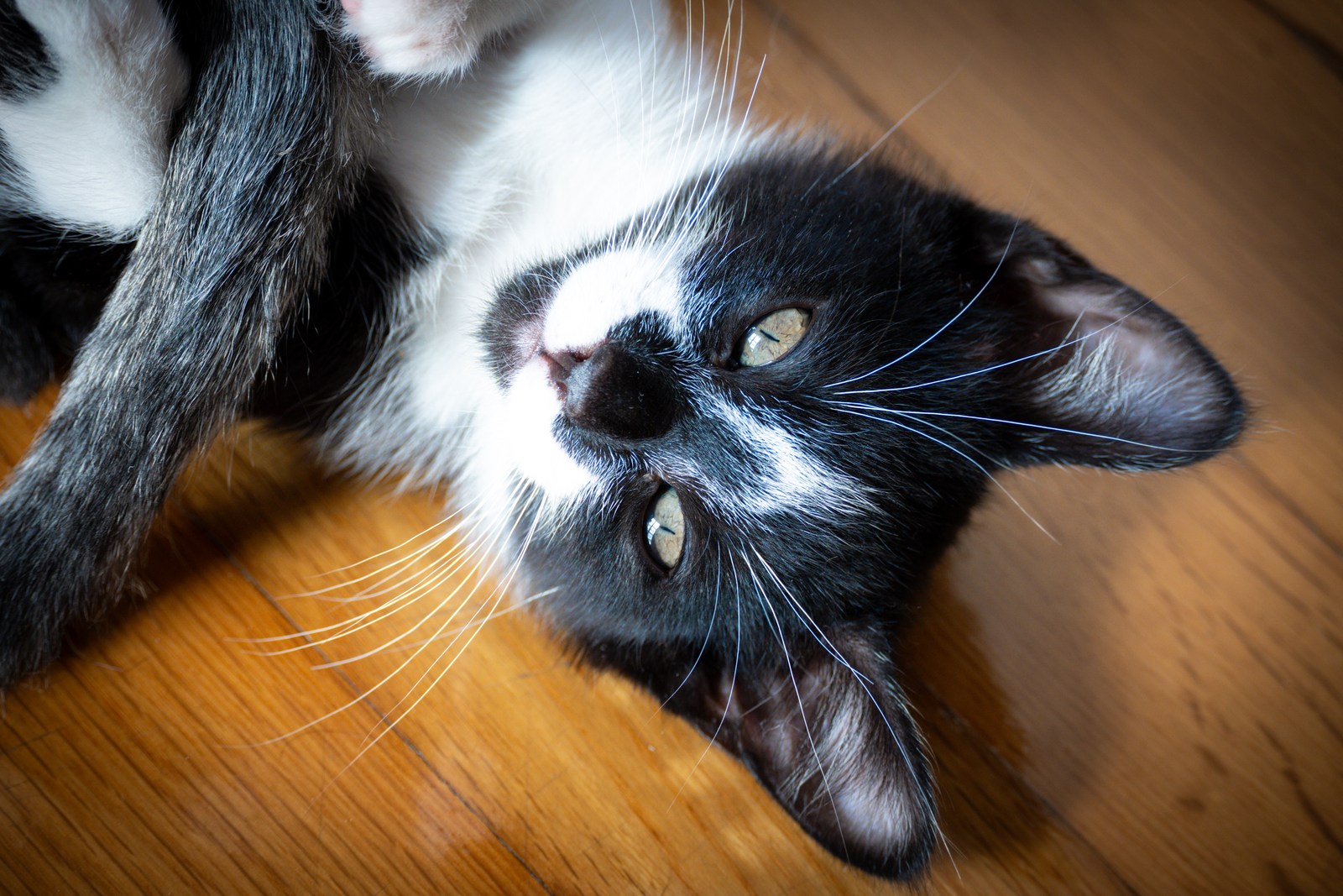 andrew wilde, animals, calm, cat, playfulness, texture, warm light